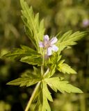 Geranium sibiricum. Верхушка растения с цветком. Амурская обл., Бурейский р-н, окр. с. Малиновка. 18.07.2016.