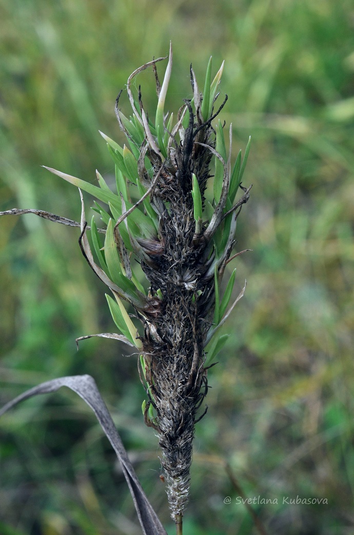 Image of Phleum pratense specimen.