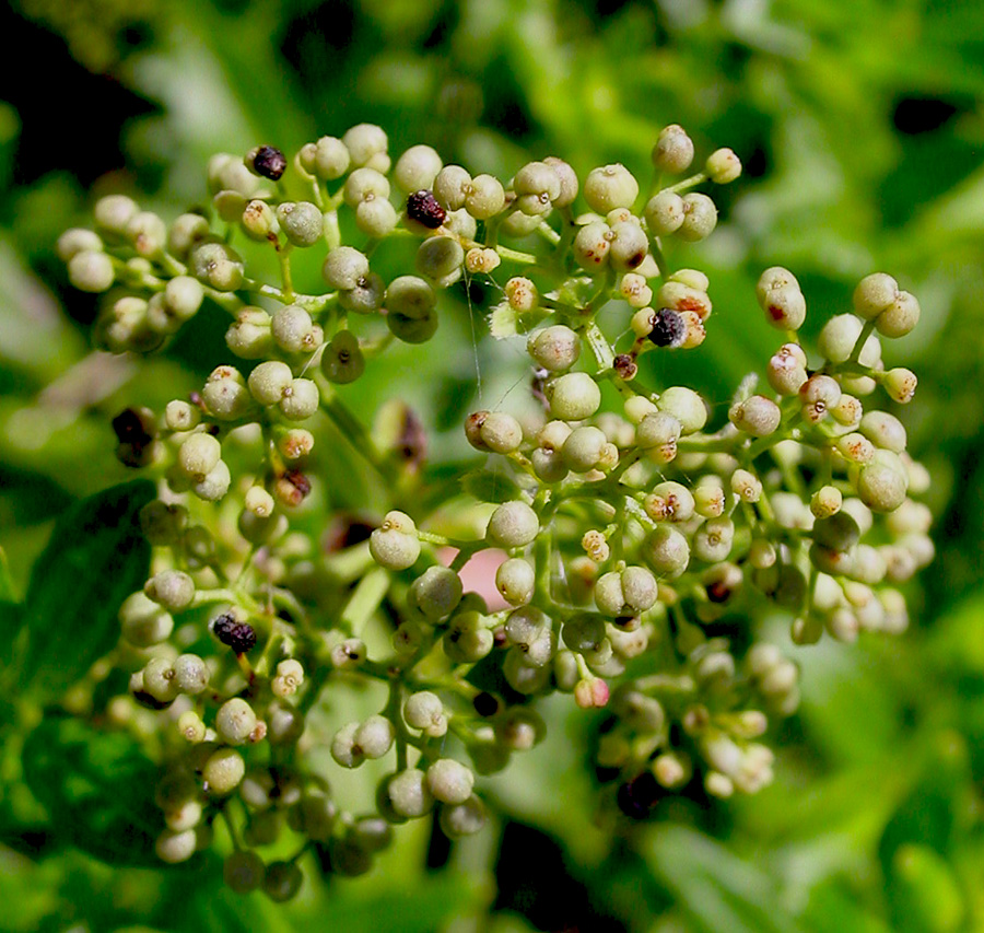 Изображение особи Galium rubioides.