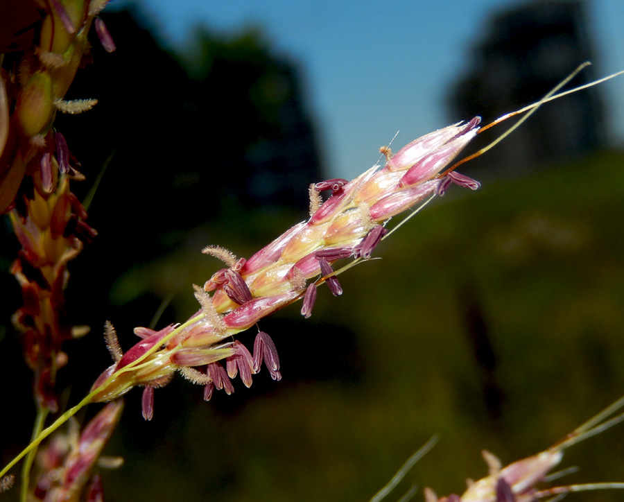 Image of Sorghum halepense specimen.