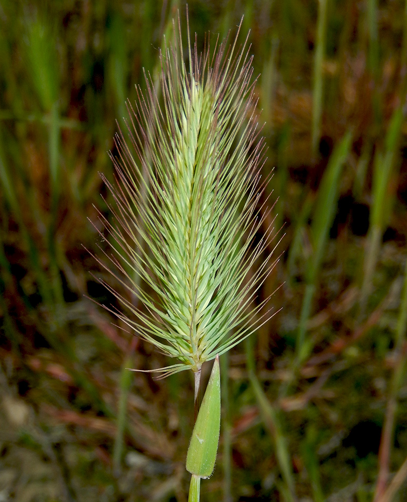 Image of Hordeum geniculatum specimen.