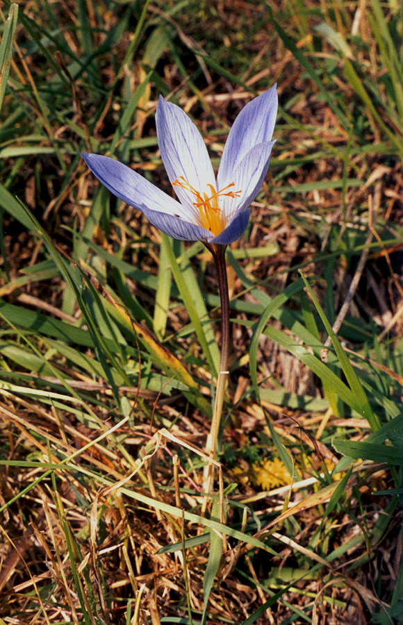 Image of Crocus speciosus specimen.