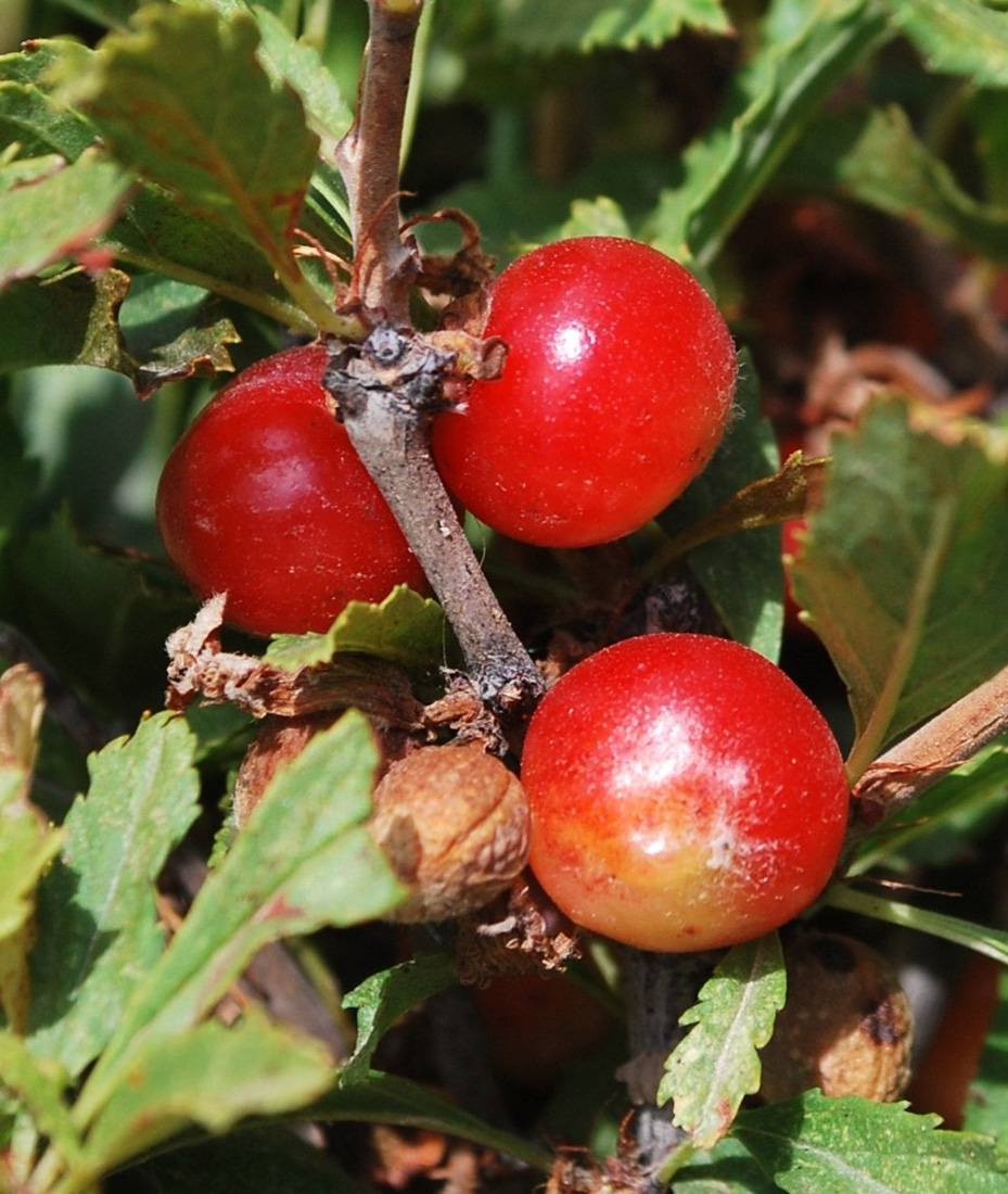 Image of Cerasus tianshanica specimen.