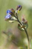 Veronica triphyllos