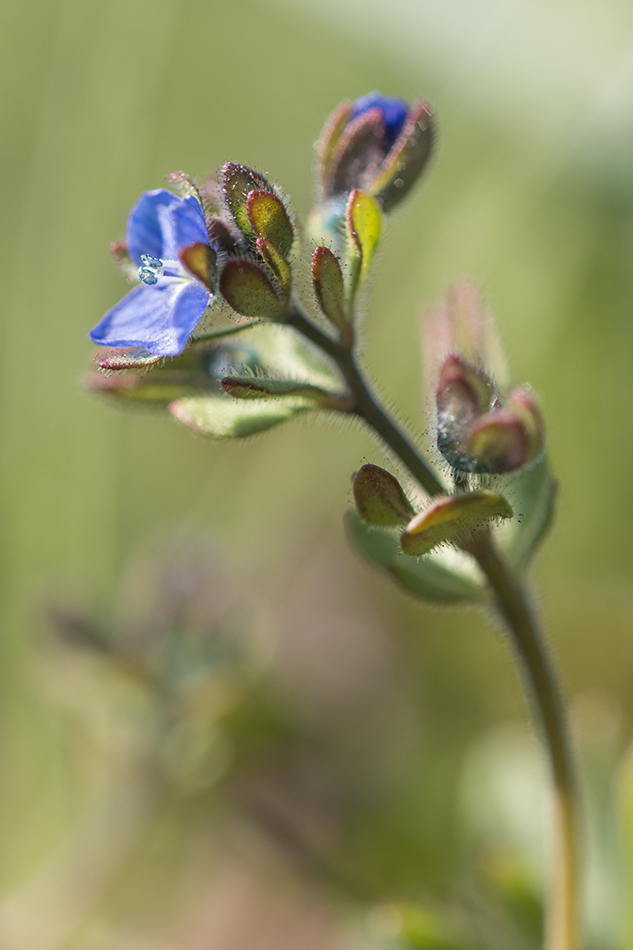 Image of Veronica triphyllos specimen.