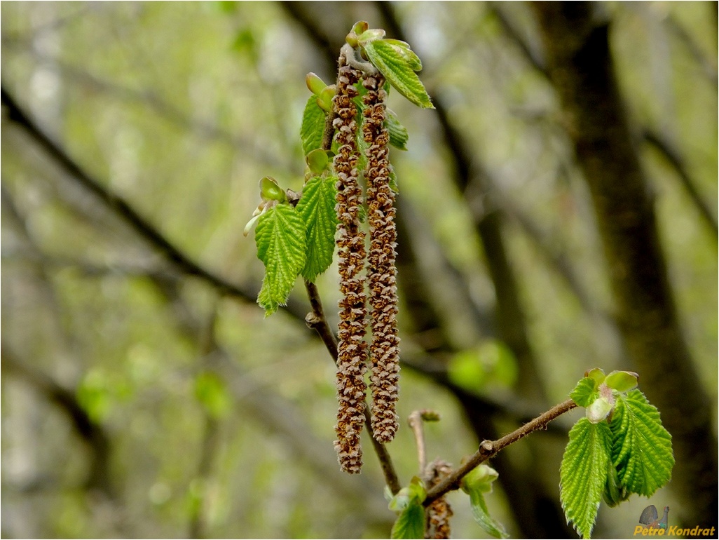 Image of Corylus avellana specimen.