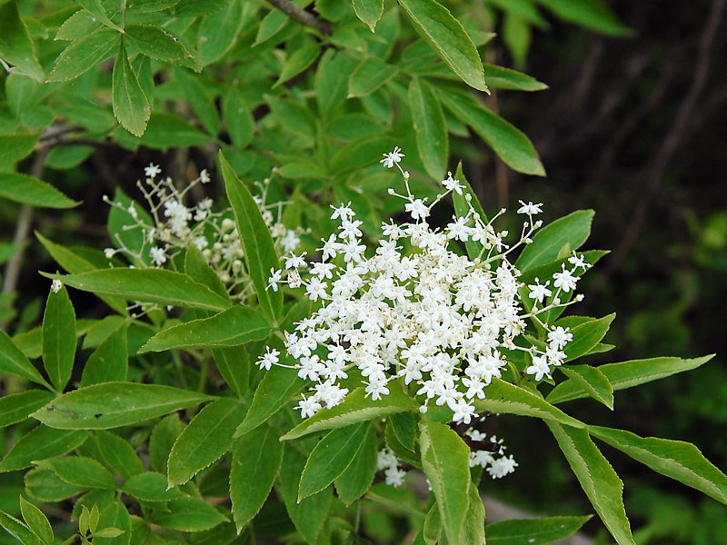 Image of Sambucus nigra specimen.