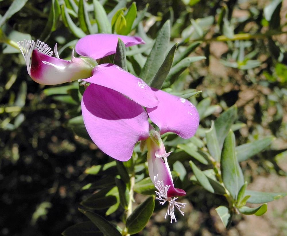 Изображение особи Polygala dalmaisiana.