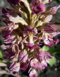 Orchis × wulffiana гибридный подвид suckowii