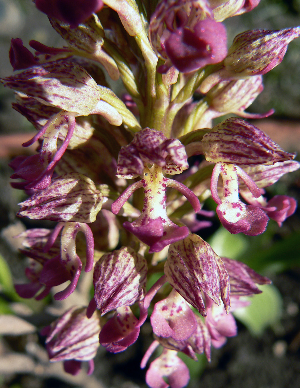Image of Orchis × wulffiana nothosubsp. suckowii specimen.