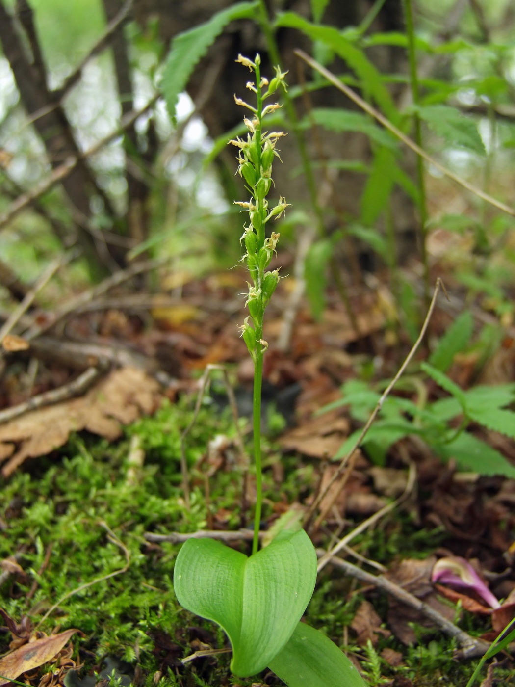 Image of Malaxis monophyllos specimen.