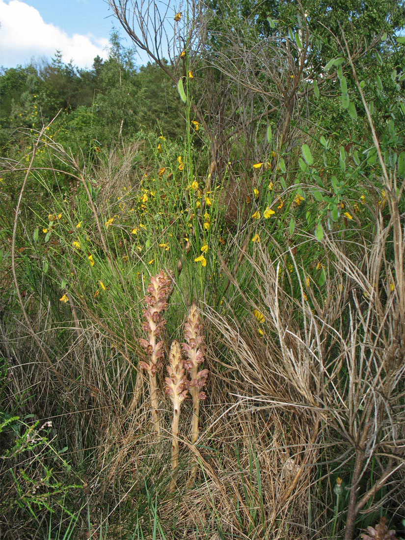 Изображение особи Orobanche rapum-genistae.