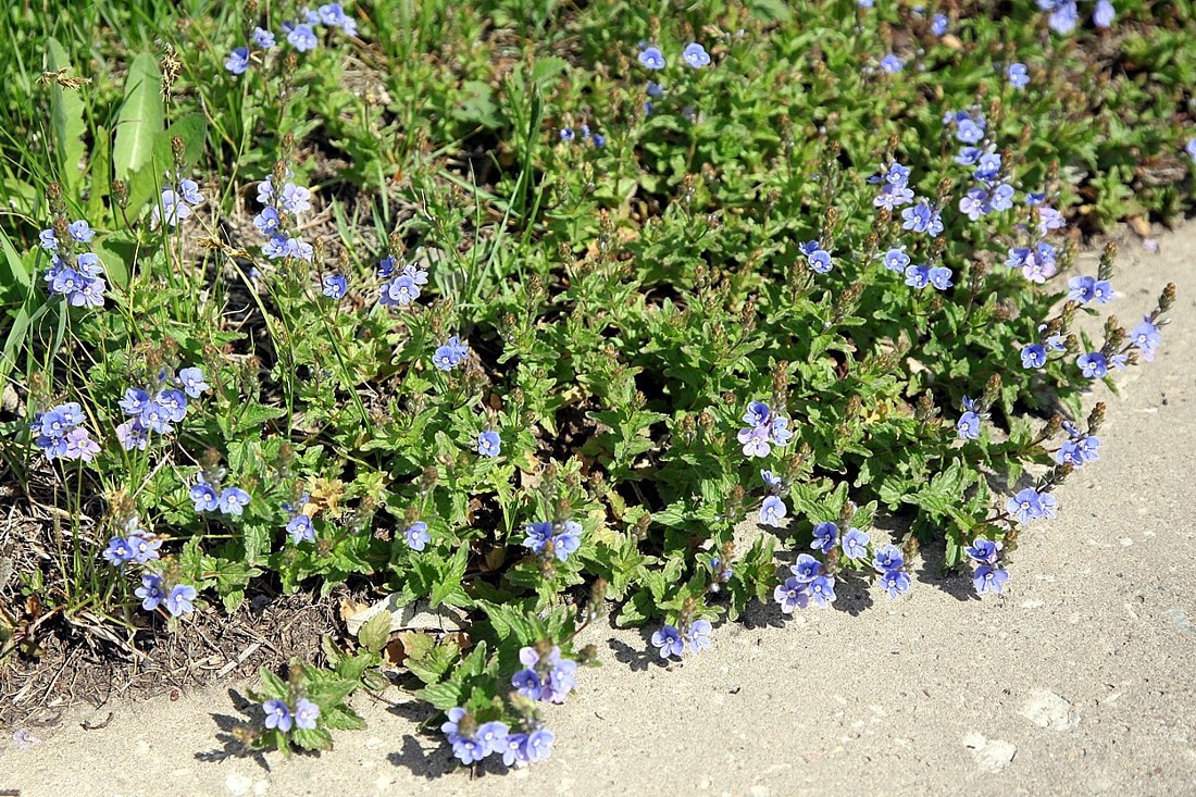 Image of Veronica chamaedrys specimen.