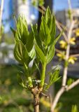 genus Forsythia. Верхушка ветви с молодыми побегами. Пермский край, г. Пермь, Горьковский парк, в озеленении. 25 мая 2017 г.