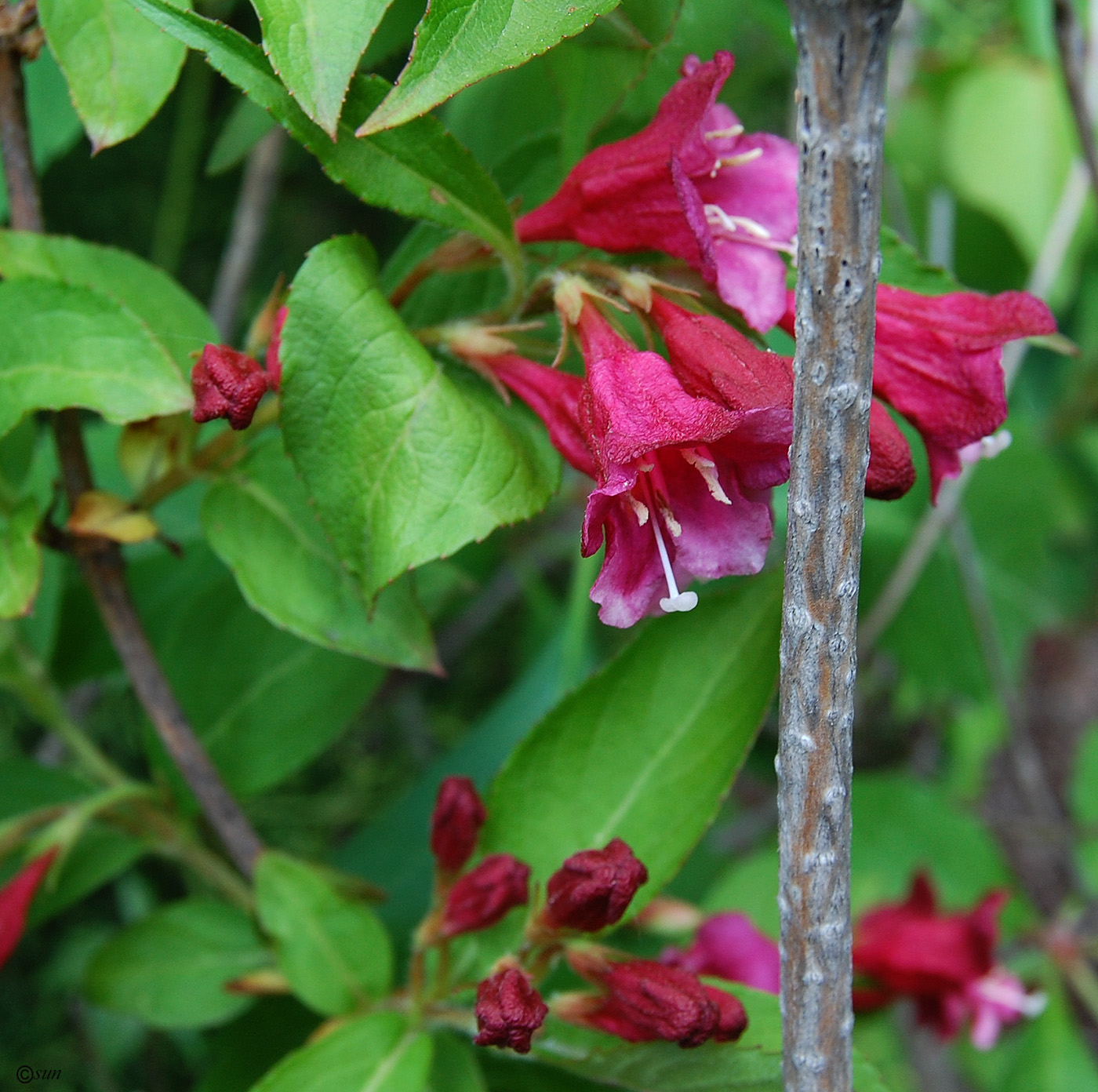 Image of Weigela florida specimen.