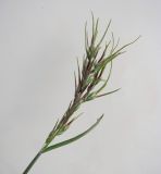 Poa bulbosa ssp. vivipara