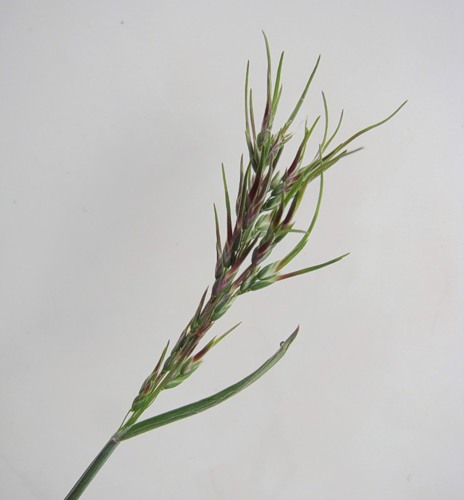 Image of Poa bulbosa ssp. vivipara specimen.
