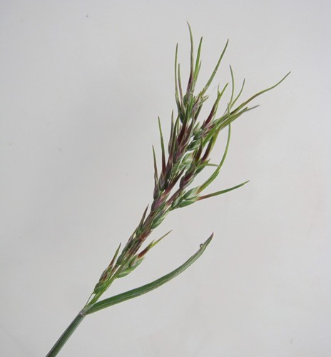 Изображение особи Poa bulbosa ssp. vivipara.