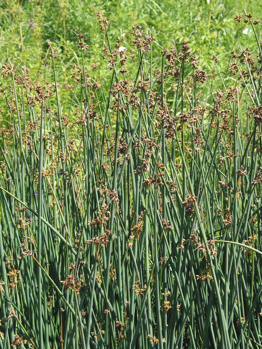 Изображение особи Schoenoplectus lacustris.