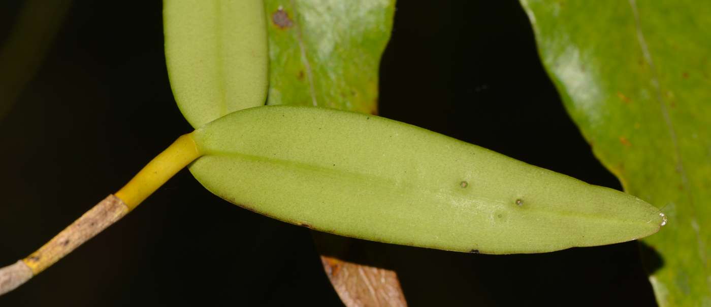 Image of Dendrobium crumenatum specimen.