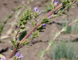 Campanula macrostachya. Фрагмент соцветия. Ростов-на-Дону, ботсад ЮФУ, коллекция редких в Ростовской области видов. 27.06.2017.