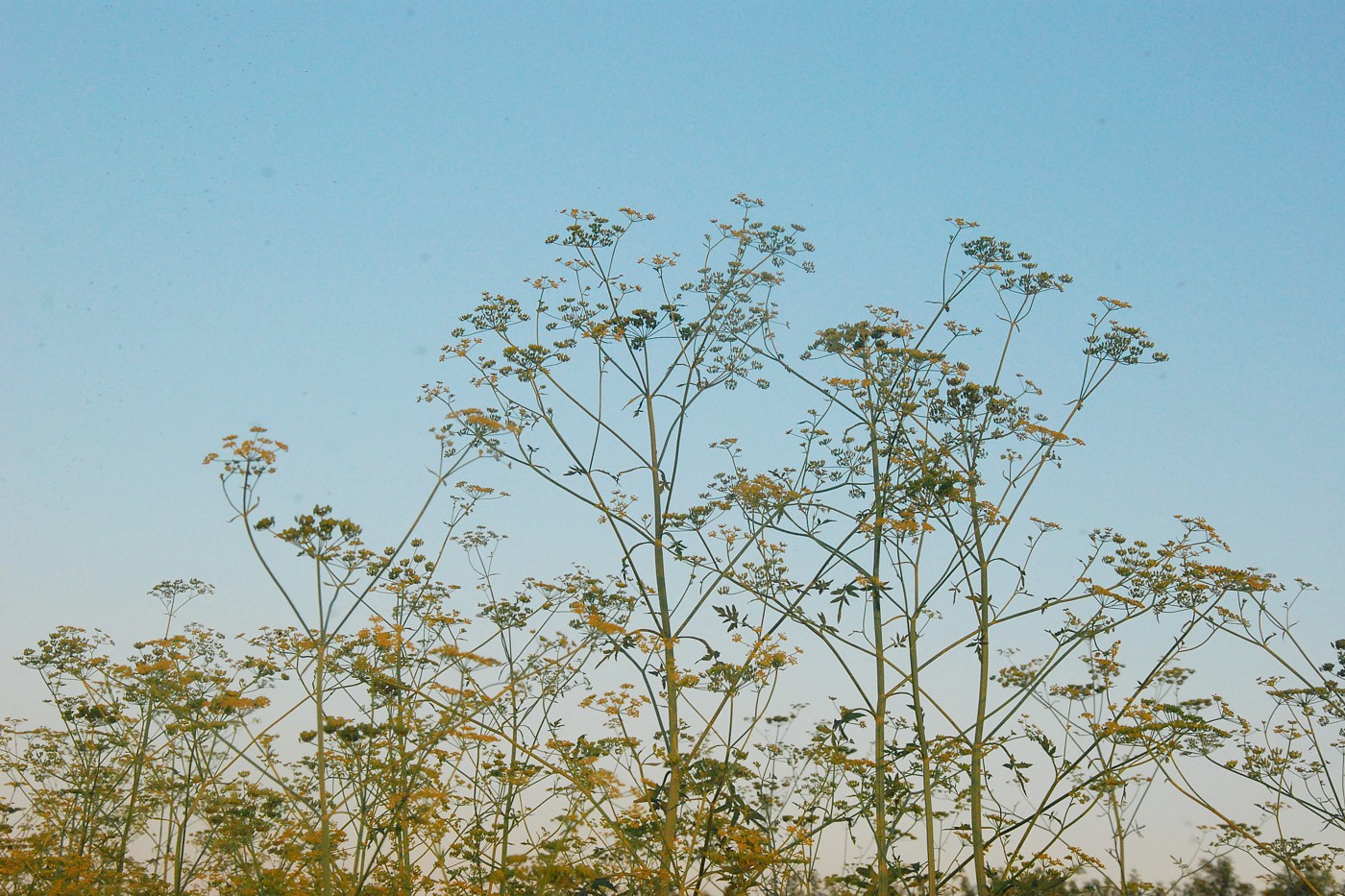 Изображение особи Pastinaca sylvestris.