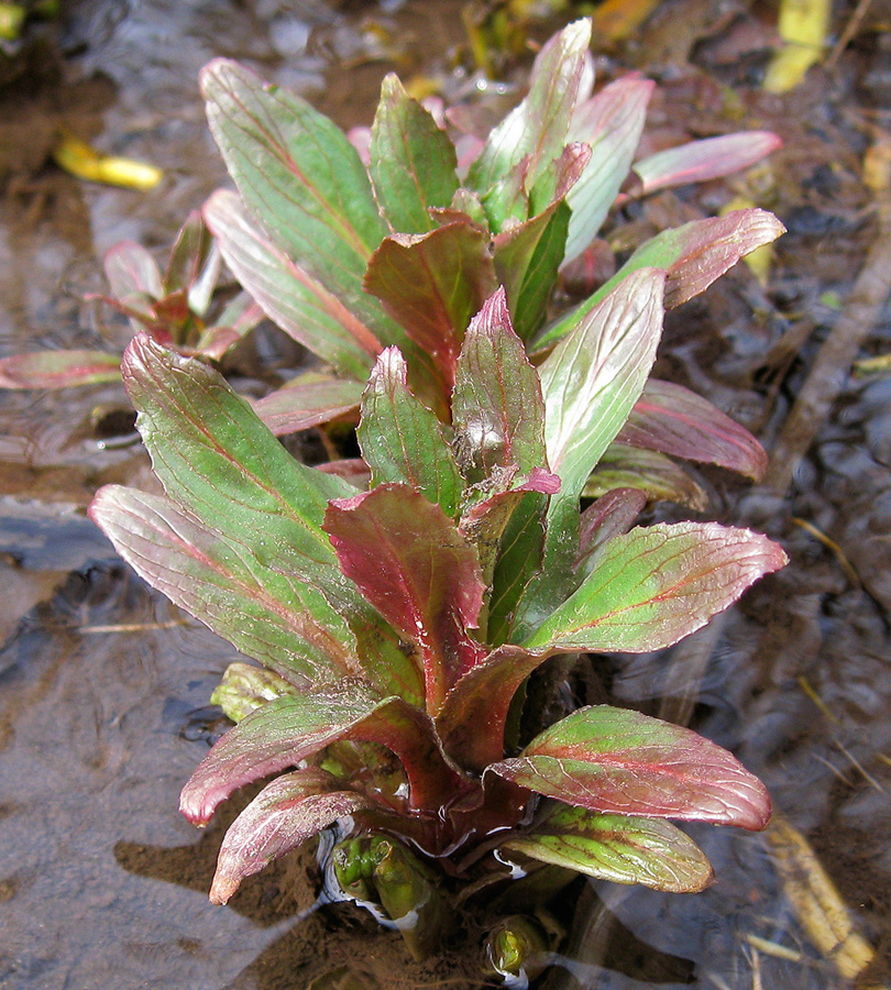 Image of Epilobium hirsutum specimen.