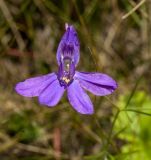 Delphinium consolida. Цветок. Пермский край, Берёзовский р-н, долина р. Шаква ниже с. Рыжково, склон Татарской горы. 5 августа 2017 г.