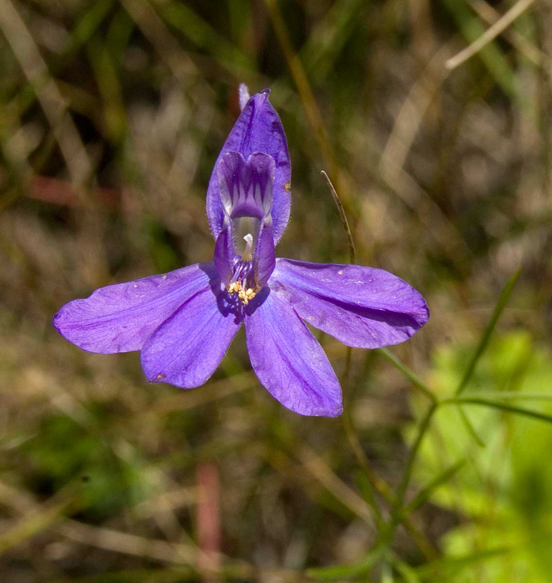 Image of Delphinium consolida specimen.