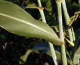 Sorghum bicolor