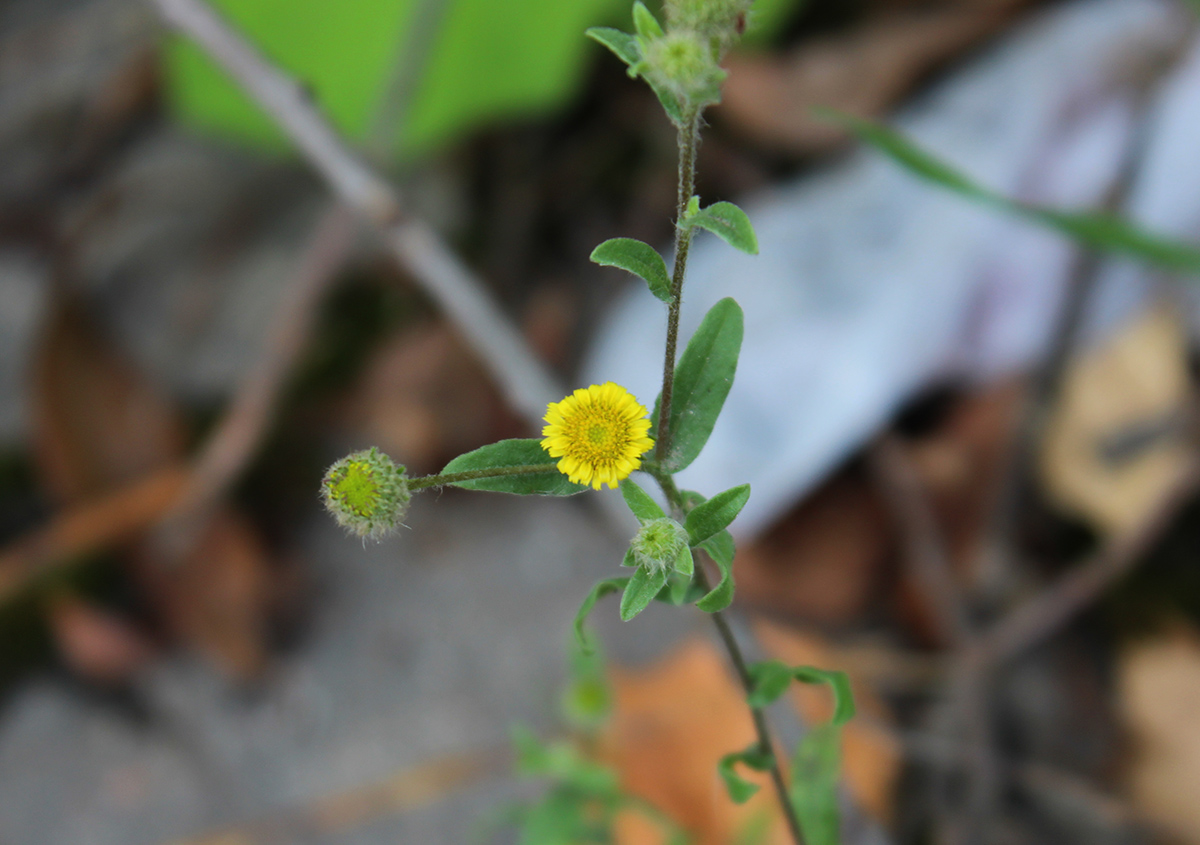 Image of Pulicaria vulgaris specimen.