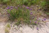 Astragalus onobrychis