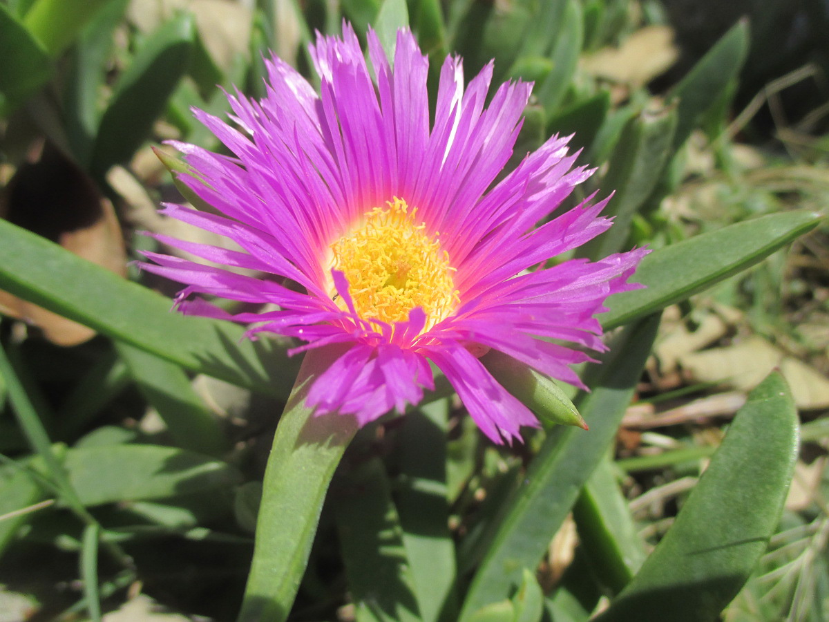 Image of Carpobrotus glaucescens specimen.