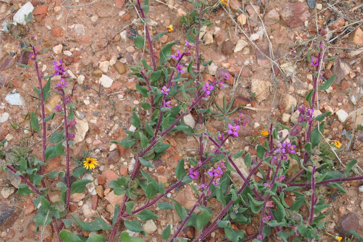 Image of Tetragonia rosea specimen.
