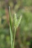 Phleum pratense. Верхушка побега с аномальным сдвоенным соцветием. Санкт-Петербург, г. Кронштадт, полоса отчуждения между КАД и контейнерным терминалом. 24.09.2017.