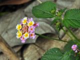 Lantana camara
