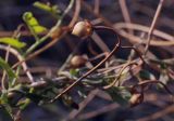 Convolvulus arvensis. Плод. Крым, Сакский р-н, окр. пос. Прибрежное, орошаемый газон, сорное. 10.08.2017.