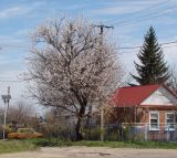 Armeniaca vulgaris. Взрослое цветущее дерево. Краснодарский край, г. Усть-Лабинск, в культуре. 01.04.2017.