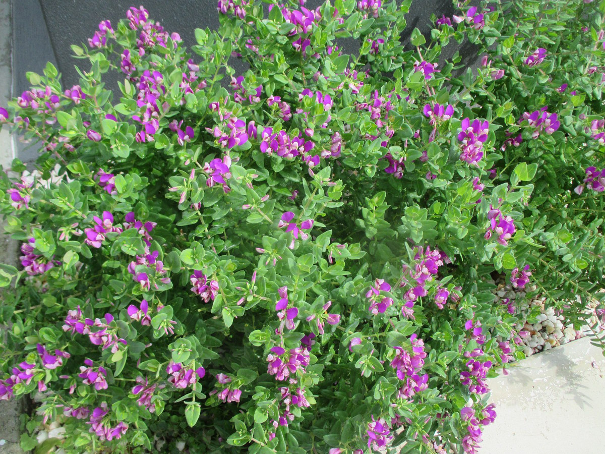 Image of Polygala dalmaisiana specimen.