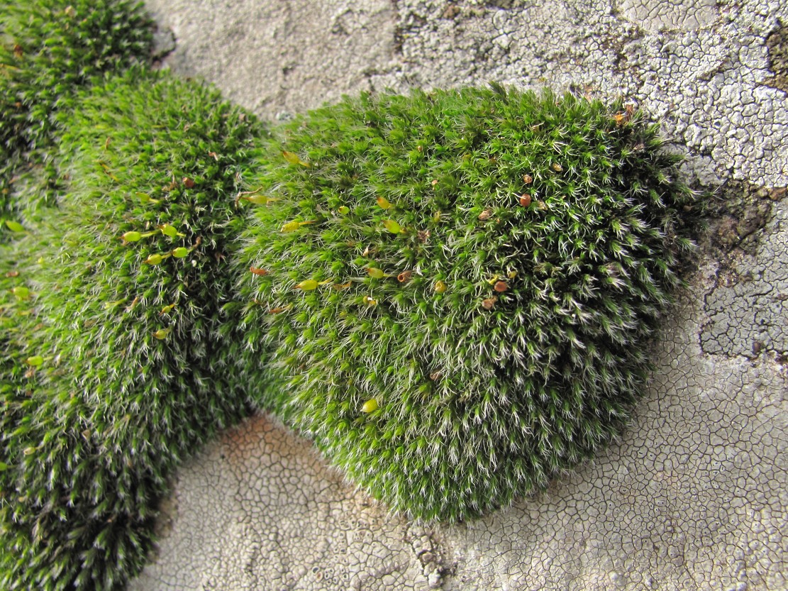 Изображение особи Grimmia longirostris.