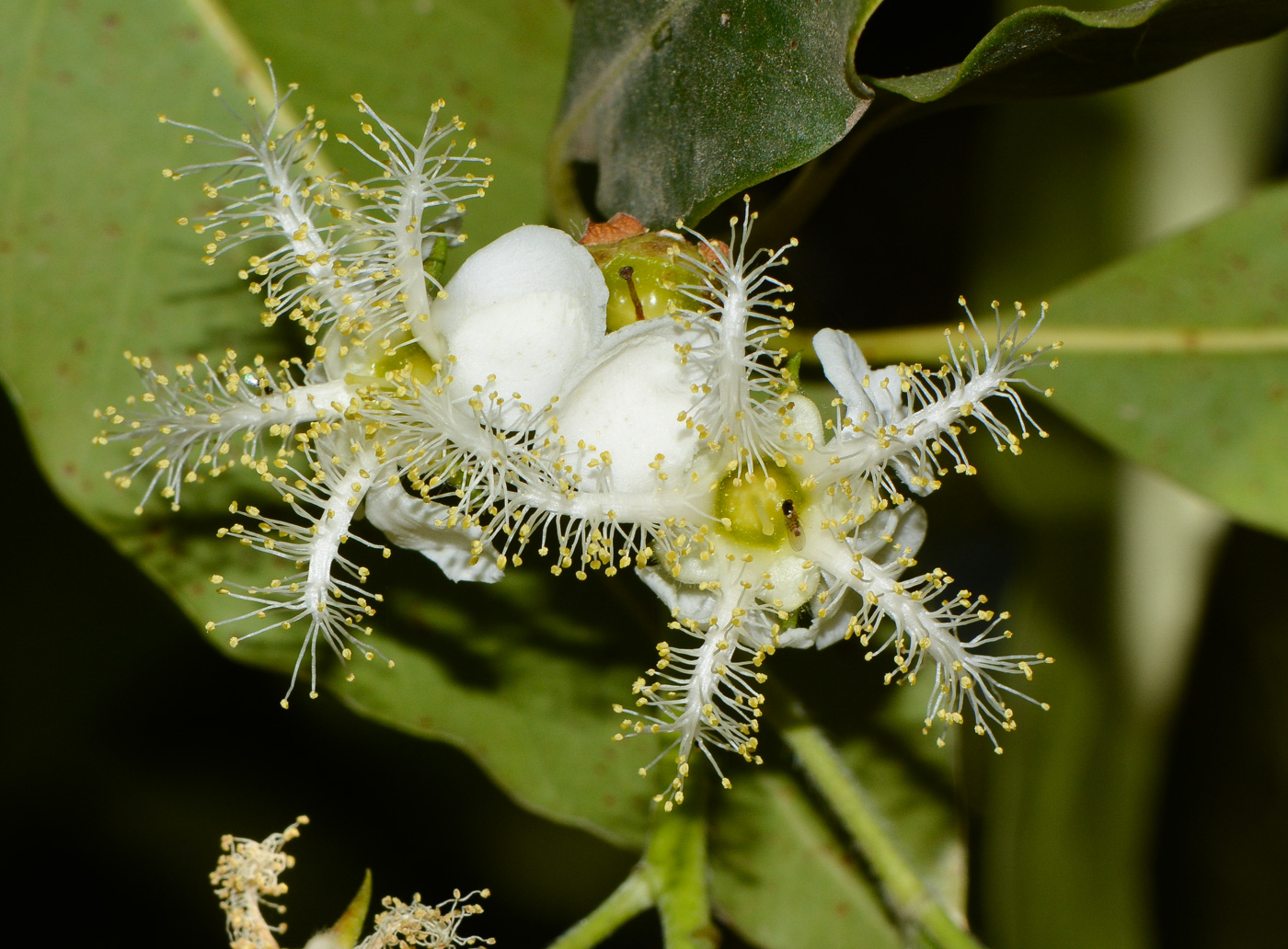 Изображение особи Lophostemon confertus.