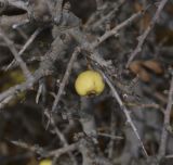 Crataegus aronia. Часть ветви с плодом. Израиль, горный массив Хермон, долина Ман, выс. 1400 м н. у. м. 07.12.2017.