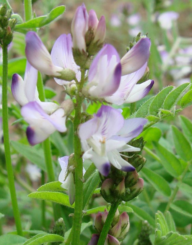 Изображение особи Astragalus alpinus.