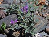 Scutellaria grandiflora. Цветущее растение. Алтай, Чуйский тракт между селами Иня и Иодро, урочище Калбак-таш., каменистый склон. 14.06.2017.