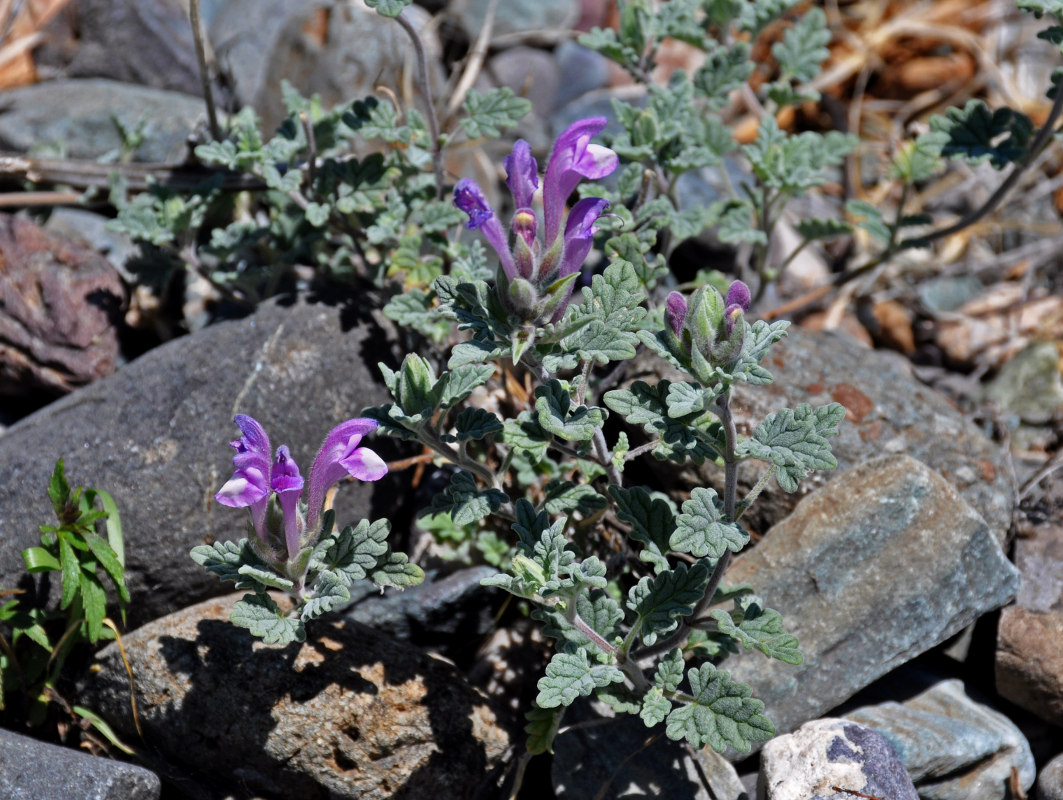 Image of Scutellaria grandiflora specimen.