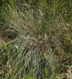 Festuca