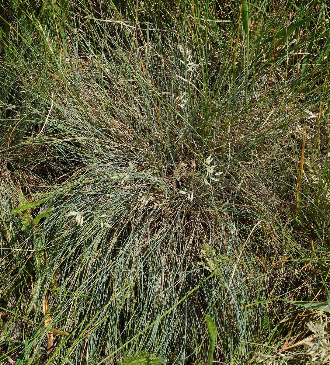 Image of genus Festuca specimen.