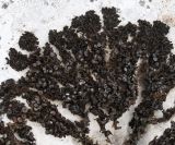Enchylium polycarpon. Часть таллома с апотециями. Коми, Интинский р-н, Приполярный Урал, хр. Росомаха, водораздел р. Балбанъю и руч. Еркусей, западные отроги г. Чёрная, скально-осыпные выходы доломитов на крутом склоне. 05.08.2017.