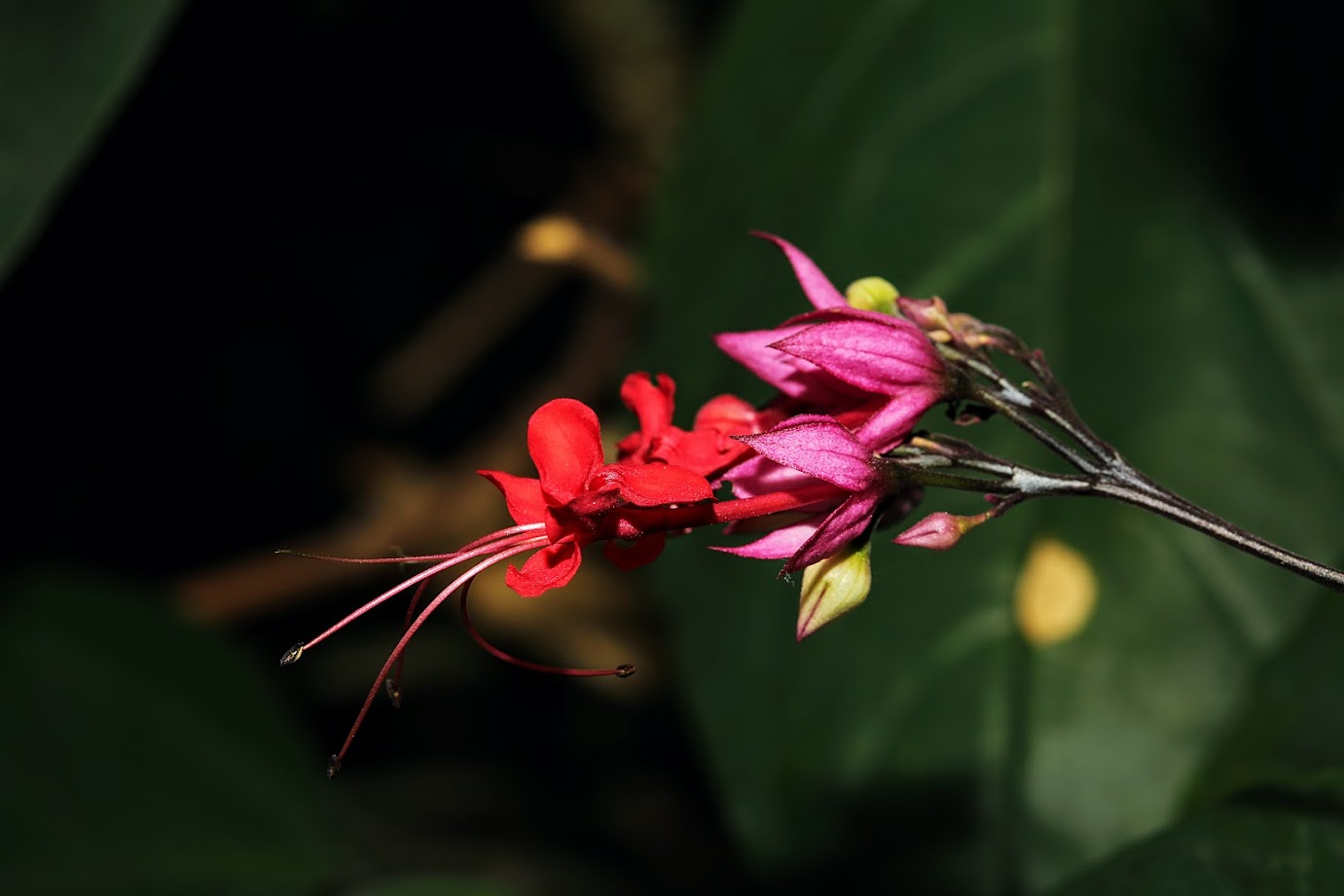 Изображение особи Clerodendrum splendens.