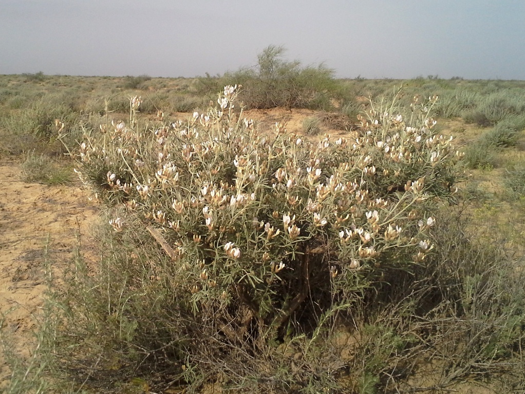 Изображение особи род Astragalus.